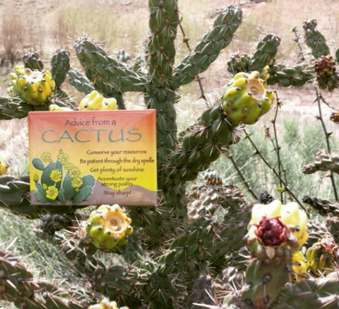 Advice from a Cactus Jumbo Magnet