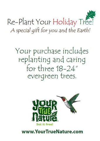 Replant your Holiday Tree