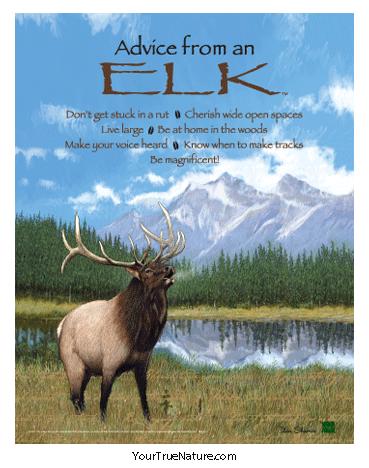 Advice from an Elk Poster