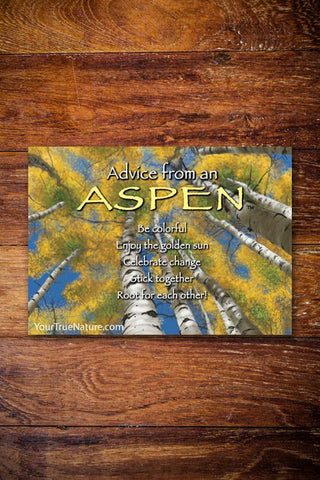 Advice from an Aspen Jumbo Magnet