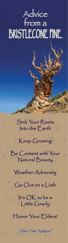 Advice from a Bristlecone Pine Laminated Bookmark