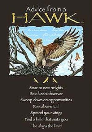 Advice from a Hawk Greeting Card - Birthday