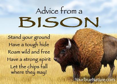 Advice from a Bison Jumbo Magnet