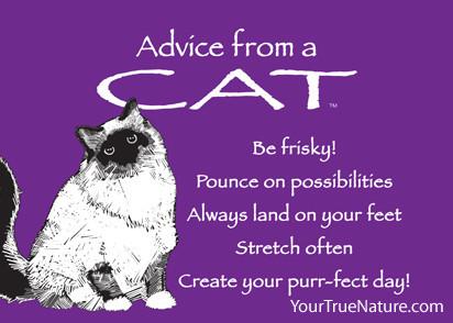 Advice from a Cat Jumbo Magnet