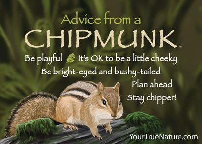Advice from a Chipmunk Jumbo Magnet