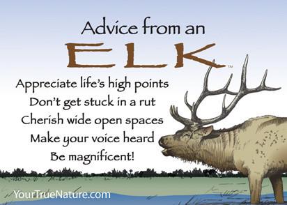 Advice from an Elk Jumbo Magnet