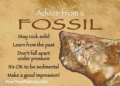 Advice from a Fossil Jumbo Magnet