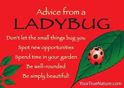 Advice from a Ladybug Jumbo Magnet