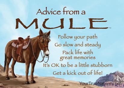 Advice from a Mule Jumbo Magnet