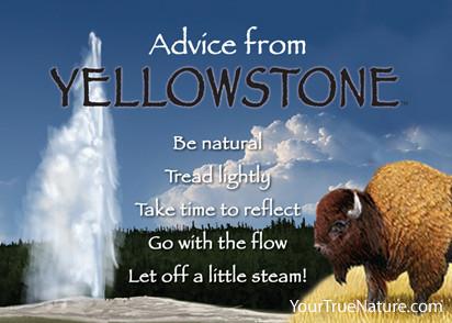 Advice from Yellowstone - Yellowstone National Park Jumbo Magnet