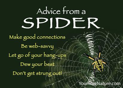 Advice from a Spider Jumbo Magnet