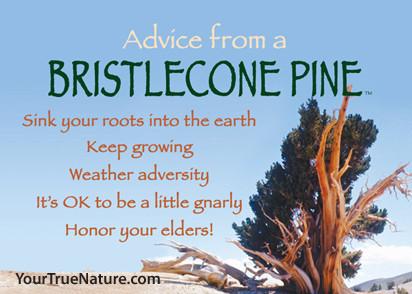 Advice from a Bristlecone Pine Custom Jumbo Magnet