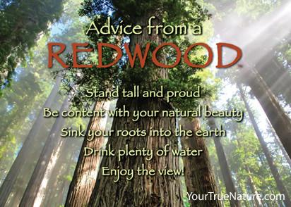 Advice from a Redwood Jumbo Magnet