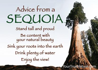 Advice from a Sequoia Jumbo Magnet