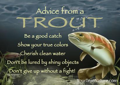 Advice from a Trout Jumbo Magnet