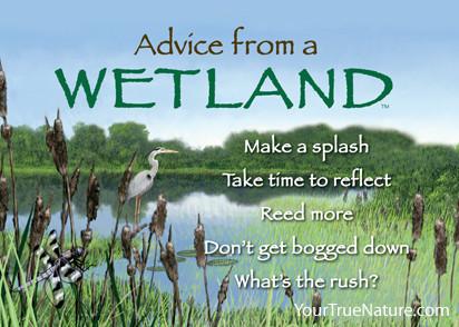 Advice from a Wetland Jumbo Magnet