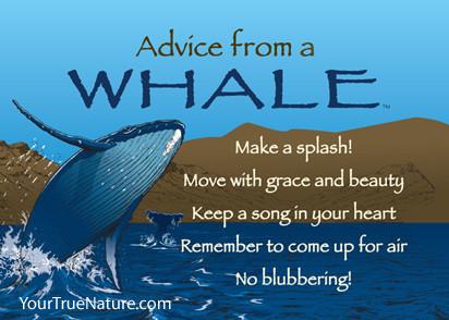 Advice from a Whale Jumbo Magnet