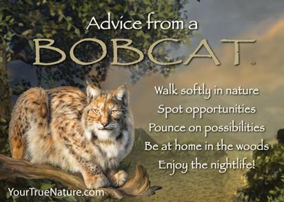 Advice from a Bobcat Jumbo Magnet