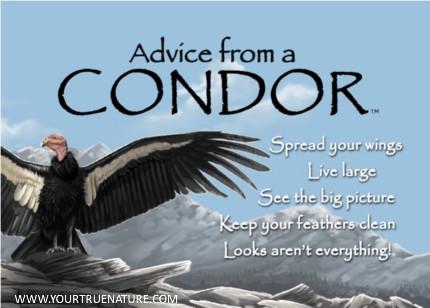 Advice from a Condor Jumbo Magnet