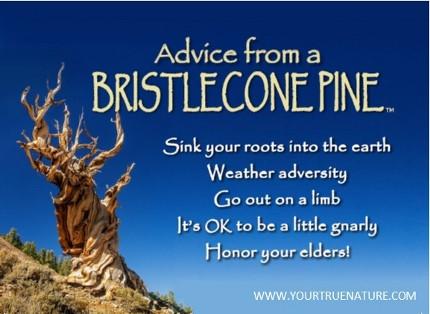 Advice from a Bristlecone Pine Jumbo Magnet