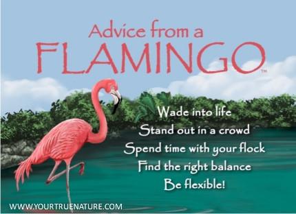 Advice from a Flamingo Jumbo Magnet
