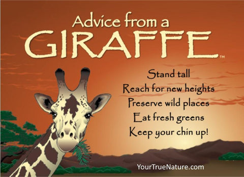 Advice from a Giraffe Jumbo Magnet
