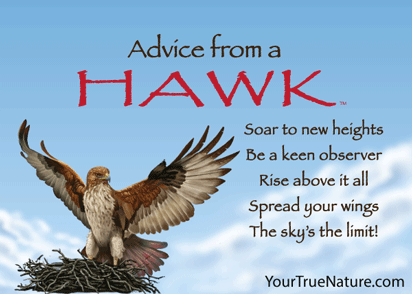 Advice from a Hawk Jumbo Magnet