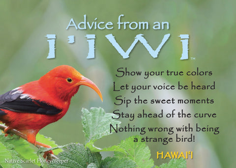 Advice from an I'iwi- Hawaii- Jumbo Magnet