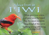 Advice from an I'iwi- Hawaii- Jumbo Magnet