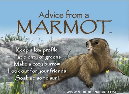 Advice from a Marmot Jumbo Magnet