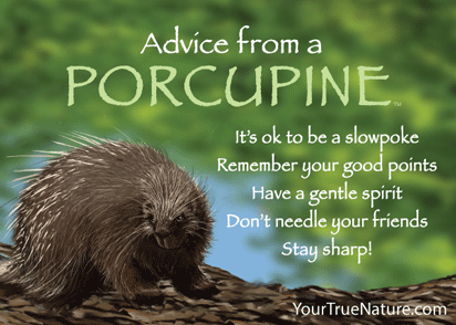 Advice from a Porcupine Jumbo Magnet