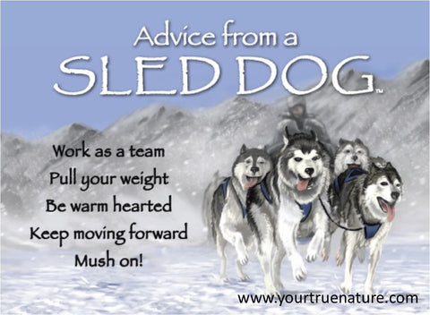 Advice from a Sled Dog Jumbo Magnet