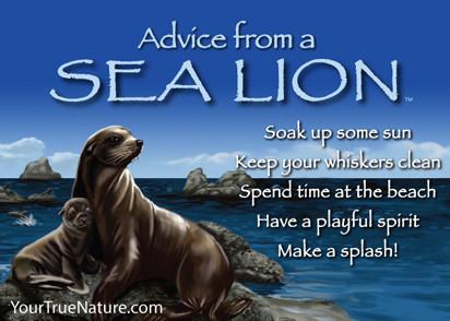 Advice from a Sea Lion Jumbo Magnet