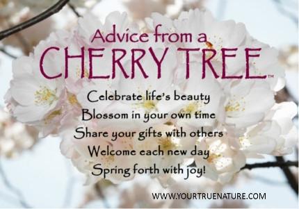 Advice from a Cherry Tree Jumbo Magnet