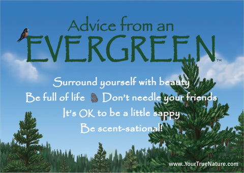 Advice from an Evergreen Jumbo Magnet
