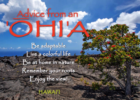 Advice from an 'Ohi'a- Hawai'i- Jumbo Magnet