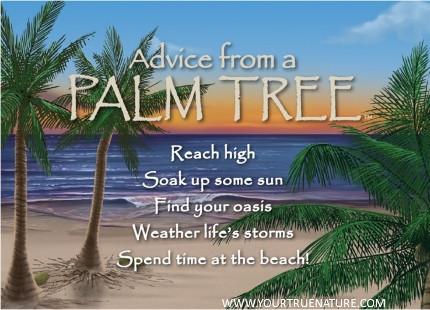 Advice from a Palm Tree Jumbo Magnet