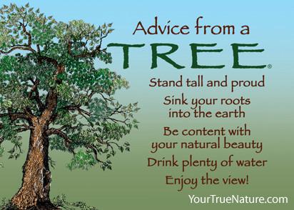 Advice from a Tree Jumbo Magnet