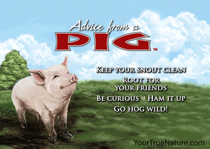 Advice from a Pig Jumbo Magnet