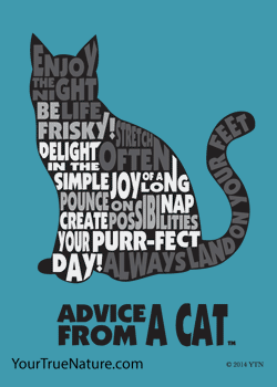 Advice from a Cat Outline Jumbo Magnet