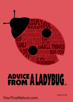 Advice from a Ladybug Outline Jumbo Magnet