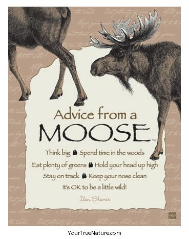 Advice from a Moose Poster