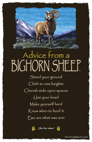 Advice from a Bighorn Sheep Frameable Art Postcard