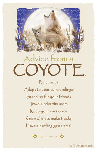 Advice from a Coyote Frameable Art Postcard
