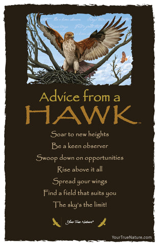 Advice from a Hawk Frameable Art Postcard