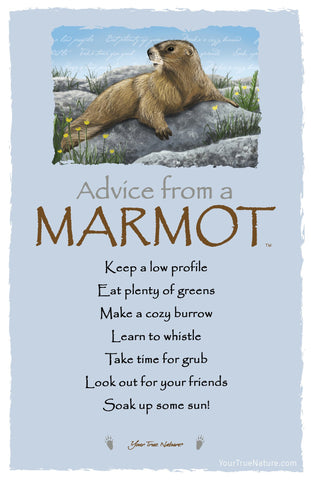 Advice from a Marmot Frameable Art Postcard