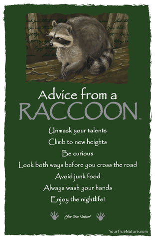 Advice from a Raccoon Frameable Art Postcard
