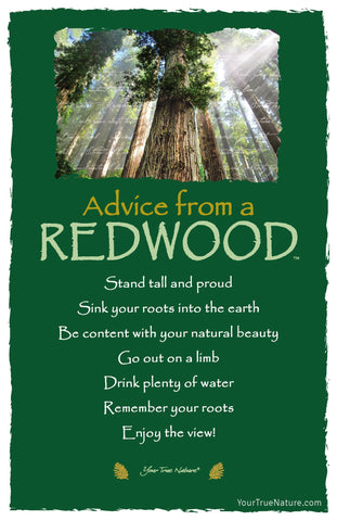 Advice from a Redwood Frameable Art Postcard