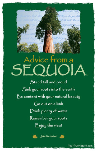 Advice from a Sequoia Frameable Art Postcard