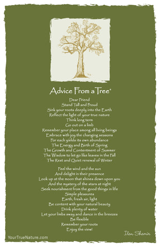 Advice from a Tree Frameable Art Postcard